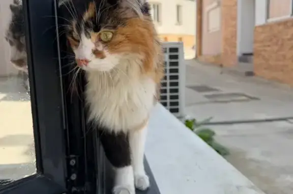 Chat trouvé Cachan, photo: Trouvé chat femelle, Rue Etienne Dolet, Cachan - très sociable