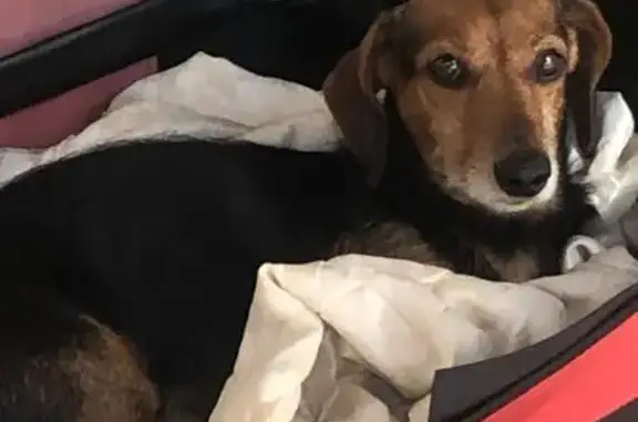 Cachorro encontrado Macho (brf002552) - photo