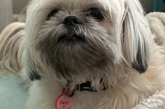 Lost female dog, Thimble Way, Garner, Charlotte - white hair and pink collar - photo