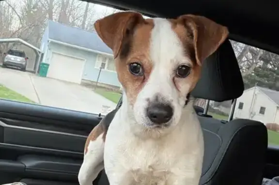 Found dog Geneva, photo: Found female dog, North Ridge Road East, Geneva - tricolor and friendly