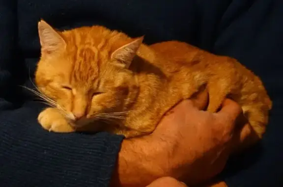 Animaux perdus Brassac, photo: Chat perdu, Pla del Pont, Brassac - oreille droite fendue