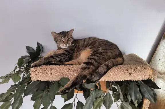 Missing cat Hilham, photo: Lost female cat, Spence Lane, Hilham - unfamiliar with the area