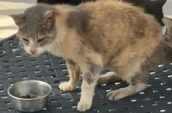 Missing cat West Palm Beach, photo: Lost female cat, Pilgrim Road, 353, West Palm Beach - old cat