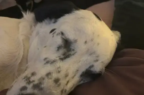 Found dog Grand Prairie, photo: Found male dog, Ash Street, Grand Prairie - white with black spots
