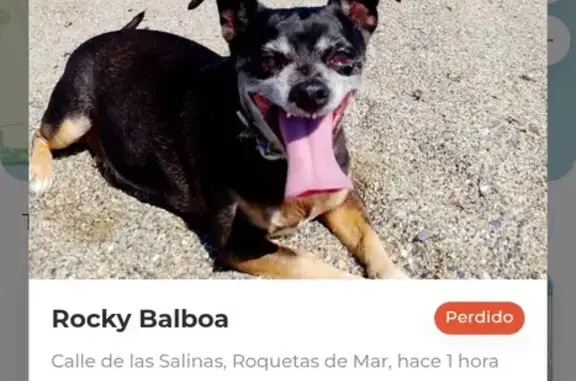 Perdido perro masculino, Calle Salinas, Roquetas de Mar - mancha blanca en el pecho - photo