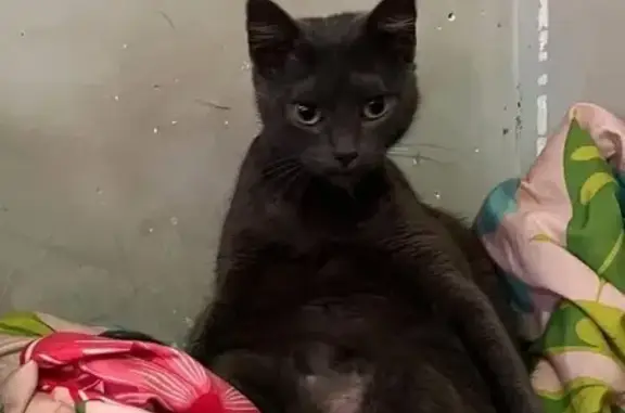 Lost female cat, 4th Avenue, 312, Bay Shore - gray combined with brown - photo