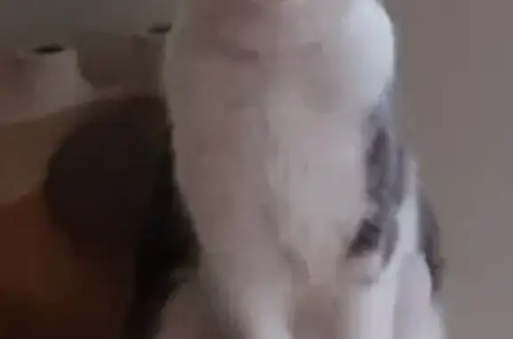 Perdu Chat femme, Avenue de Verdun, 445, Mérignac - chatte tigrée - photo