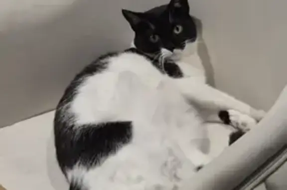 Chat perdu, Aulnay-sous-Bois, photo: Chat perdu, Allée de Luxembourg, Aulnay-sous-Bois - noire et blanche avec yeux verts