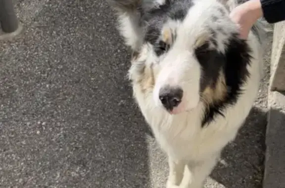 Animaux trouvés Lyon, photo: Trouvé chien mâle, Thurins, Lyon - suivi des enfants scouts