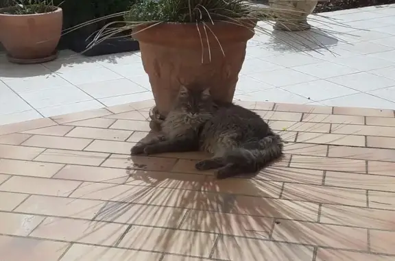Animaux trouvés Saint-Gély-du-Fesc, photo: Trouvé chat, Place des Copains d'Abord, Saint-Gély-du-Fesc - Sibérien poils longs