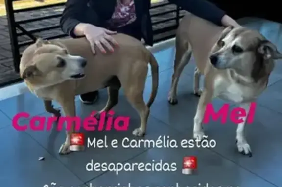 Cachorro perdido Fêmea (brl002...