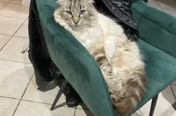 Animaux perdus Saint-Siméon-de-Bressieux, photo: Chat perdu, Rue Rivoire Marcon, Saint-Siméon-de-Bressieux - Roberto, beige aux yeux bleus