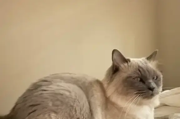 Lost male cat, Forrest Crest Circle, Lutz - smokey gray/white ragdoll - photo