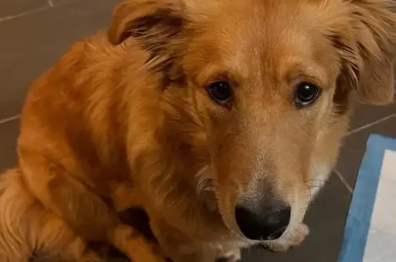 Lost male dog, Rivercrest Drive, Little Rock - corgi golden retriever - photo