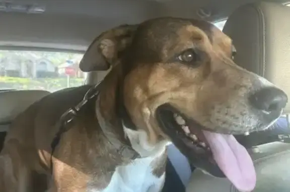 Lost male dog, Janann Street, Euless - brown with white chest - photo