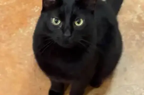 Black cat. He gets watery eyes (might have tear stains) very friendly and likes to roll around