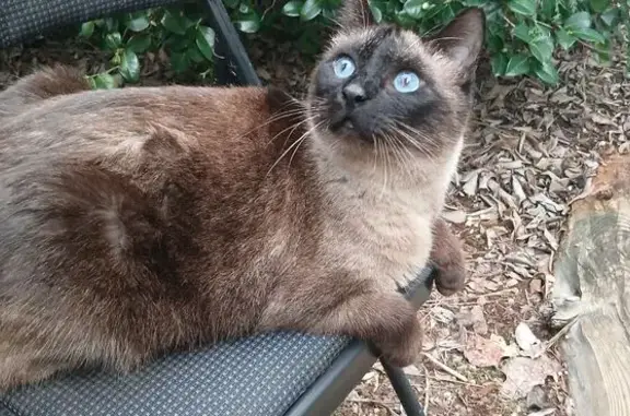 Missing cat Male, Grass Valley (usl533705) - photo