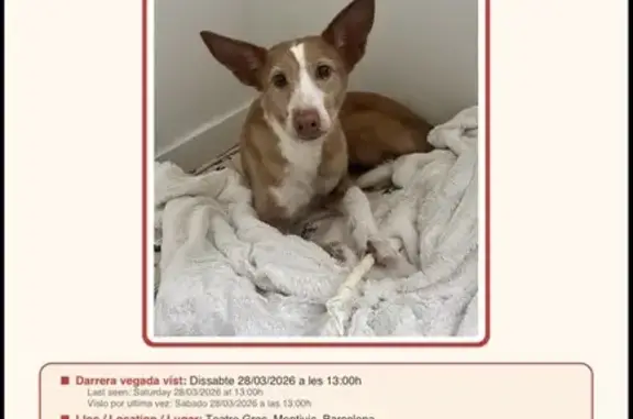 Perdido perro hembra, Passeig de Santa Madrona, 25, Barcelona - cicatriz en la nariz - photo
