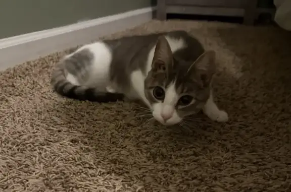 Lost female cat, Lake Port Drive Southwest, Snellville - grey patch shaped like a heart - photo