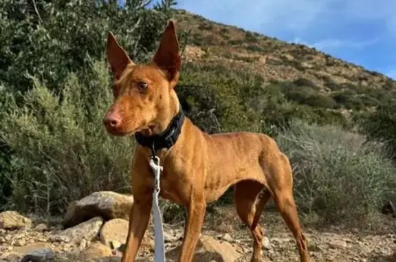 Perdido perro hembra, Vereda de Orihuela, Torre-Pacheco - podenco andaluz marrón - photo