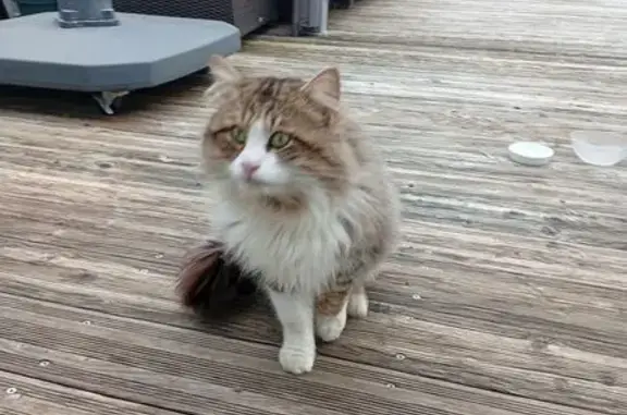 Animaux trouvés Merlevenez, photo: Trouvé Chat, Rue de la Madeleine, Merlevenez