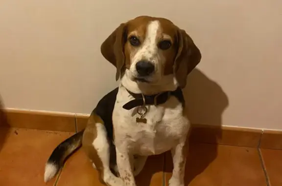 Perdu Chien mâle, Chemin des Colles, Châteauneuf-Grasse - Beagle tricolore - photo