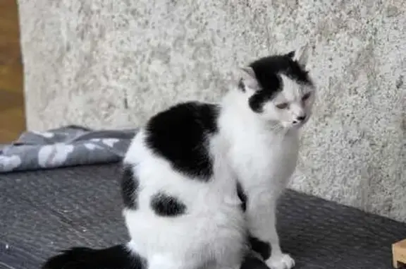 Animaux perdus Moirans, photo: Chat perdu, Route de la Morge, Moirans - Yogi aime se percher