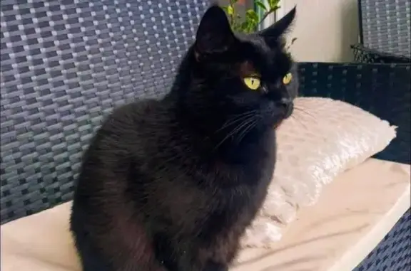 Chat perdu, Allée Gerda Taro, Villeurbanne - femelle, petit chat noir yeux verts - photo