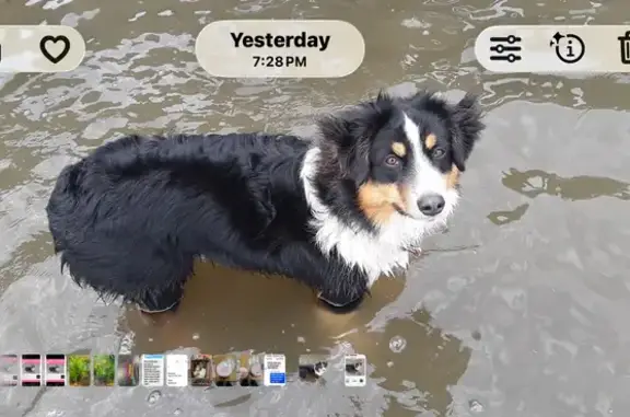 Missing dog West Fargo, photo: Lost female dog, 12 1/2 Avenue West, 823, West Fargo - tricolor with pink collar