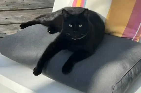 Perdu Chat, Rue de la Ganzau, Strasbourg - Mako chat noir avec collier gris - photo