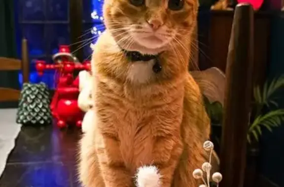 Lost male cat, East De Soto Street, Pensacola - orange and chipped - photo
