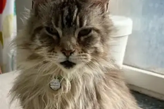 Perdu Chat femelle, Avenue Alfred Maccari, Ollioules, Paris - Maine coon tigrée - photo
