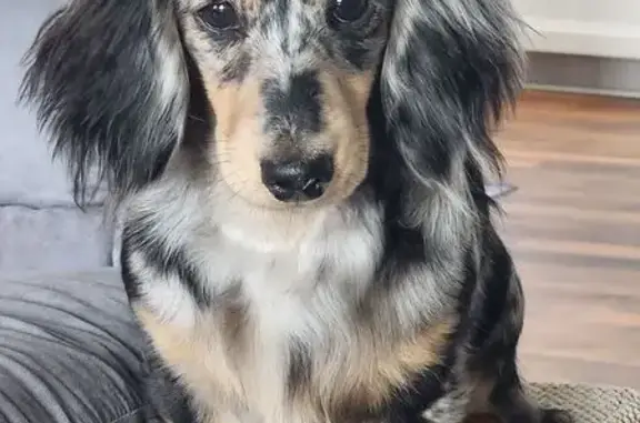 Lost female dog, Robertsons Road, 791, Blackstone - black and white dapple dachshund puppy - photo