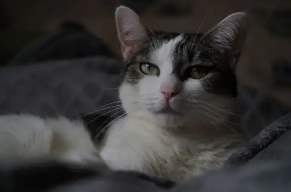 Animaux perdus Étival-Clairefontaine, photo: Perdu chat femelle, Rue de Verdun, 7, Fameck - petite et craintive