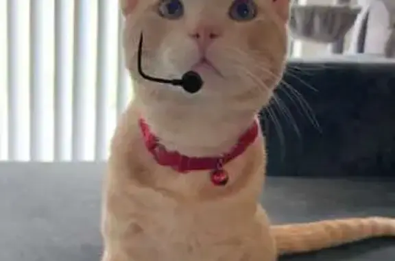 Lost male cat, Frankford Road, Dallas - orange tabby - photo