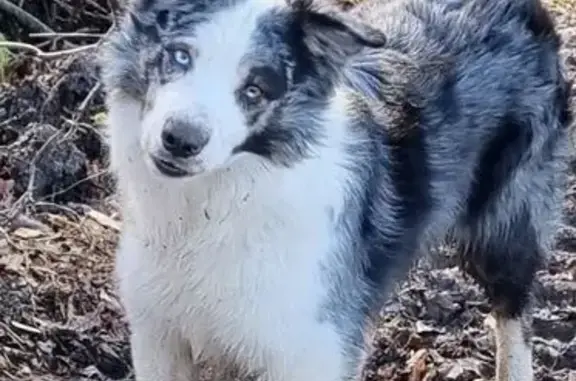 Animaux perdus Lacroix-Saint-Ouen, photo: Perdu Chien mâle, Lacroix-Saint-Ouen, Hauts-de-France - border collie bleu merle