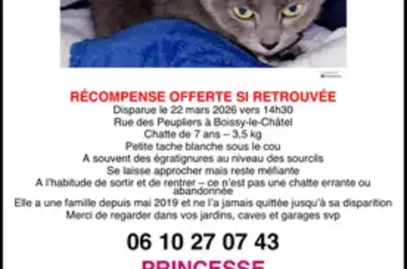 Animaux perdus Boissy-le-Châtel, photo: Perdu chat femelle, Rue des Peupliers, 22, Boissy-le-Châtel - robe bleue, yeux verts