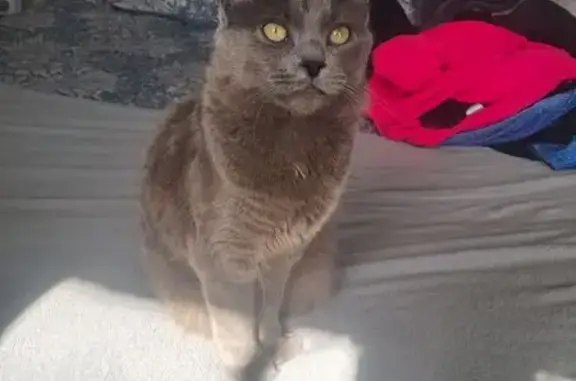 Animaux perdus Plouvien, photo: Chat perdu, C 9, Plouvien - gris avec reflet marron