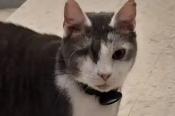 Animaux trouvés Paris, photo: Trouvé Chat homme, Square des Cloteaux, Rennes - gris borgne