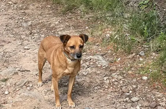 Animaux trouvés Carqueiranne, photo: Chien trouvé, Carqueiranne, Provence-Alpes-Côte d'Azur - très peureux avec médaille