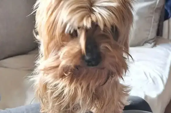 Animaux trouvés Somain, photo: Trouvé Chien homme, Muel, Bretagne - très calme