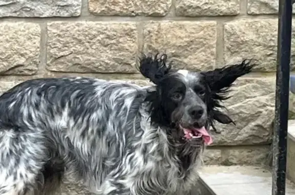 Animaux trouvés Bourbonne-les-Bains, photo: Trouvé Chien, Bréal-sous-Montfort, Bourbonne-les-Bains - Setter noir et blanc