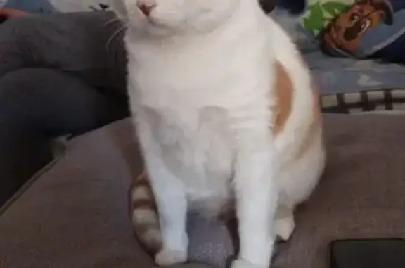 Perdido gato hembra, Palma, Islas Baleares - blanco anaranjado - photo