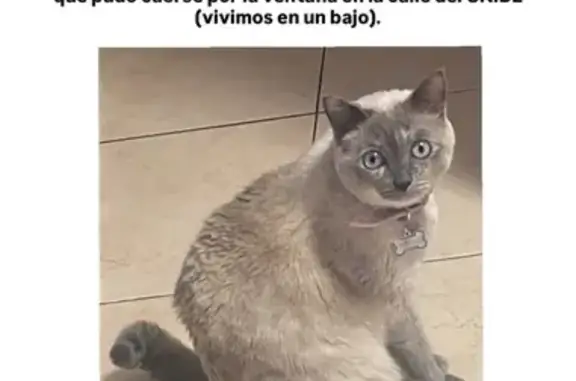 Perdido gato hembra, Avenida Fernando Salazar González, San Miguel de Abona - siamesa gris - photo
