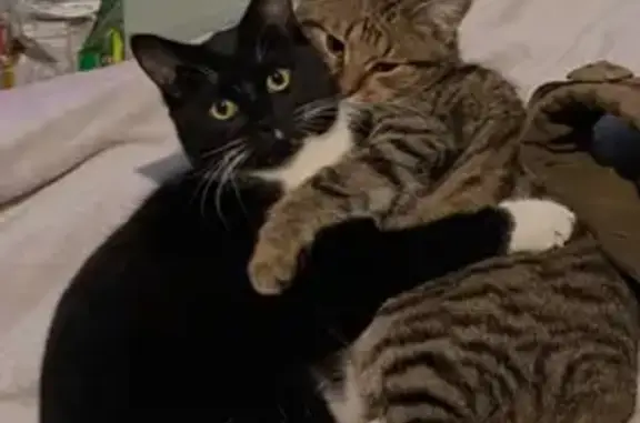 Зник кіт, Кордонний провулок, Одеса - чорний з білими лапками - photo