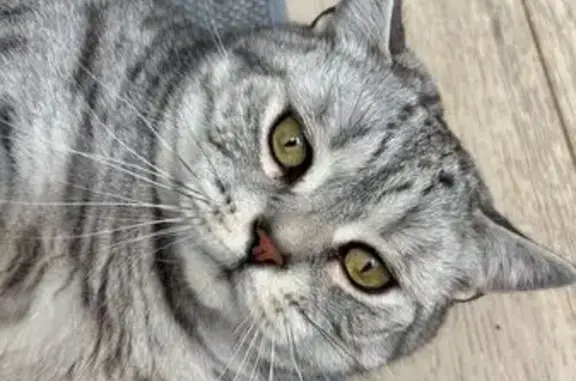 Found male cat, Portland Terra...