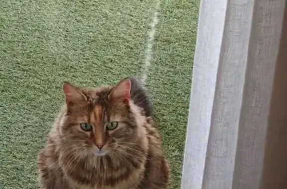Animaux trouvés Lille, photo: Trouvé chat très sociable, Cauna, Lille