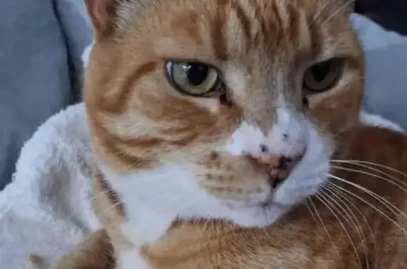Lost pets Liverpool, photo: Lost male cat, Mellor Place, 19, Fairfield - ginger with black nose dots