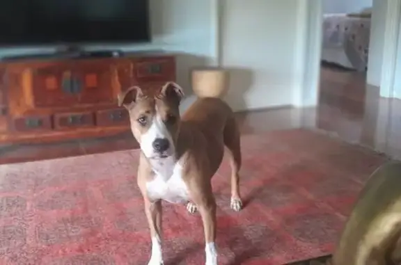 Lost male dog, Blue Knob Road, Lismore - tan with white muzzle - photo