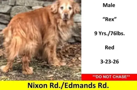 Lost male dog, Nixon Road, 41, Framingham - elderly golden retriever - photo